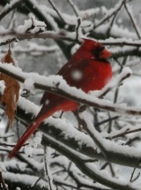 photo by Diane Reichert